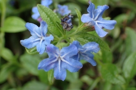 P4270981ホタルカズラ (440x293).jpg