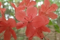 P4274347 (210x140).jpg