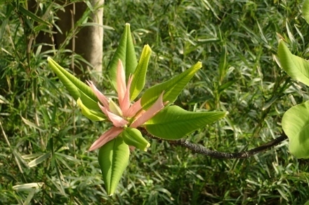 P4274381 (440x293).jpg