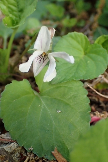 P4274397 (373x560).jpg