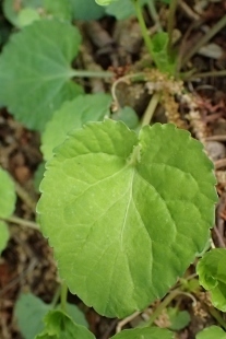 P4274399 (207x310).jpg