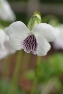 P4274426 (207x310).jpg