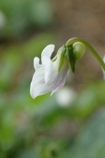 P4274427 (207x310).jpg