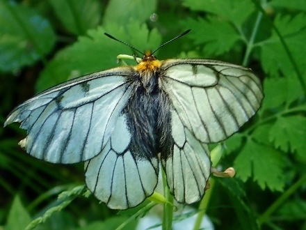 P4281058ウスバアゲハ (440x330).jpg