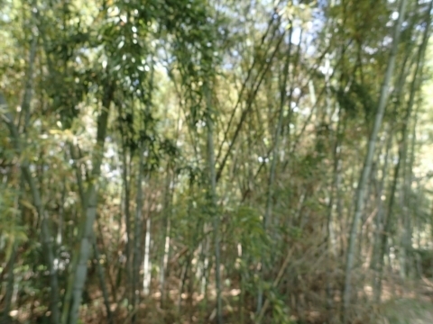P4291597 n`N@͂m.JPG
