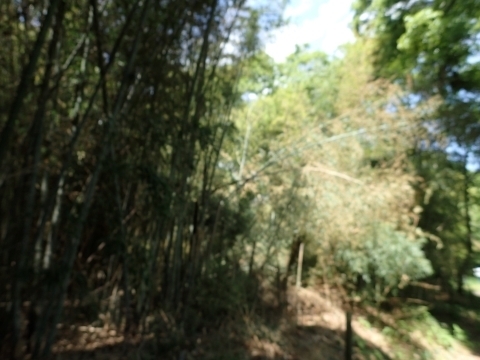 P4291598 n`N@͂m.JPG