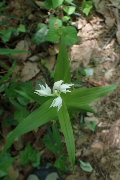 P4301324ササバギンラン (393x590).jpg