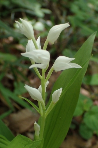 P4301325ササバギンラン (393x590).jpg