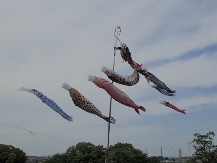 P4301394こいのぼり (440x330).jpg