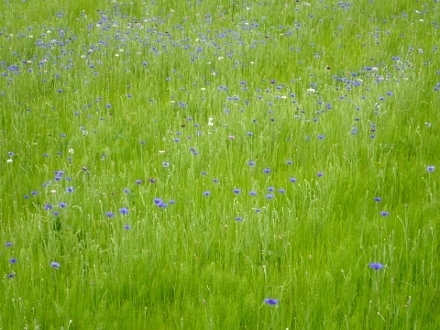 P4301397ヤグルマギク (440x330).jpg