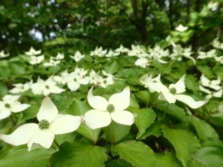 P4301406ヤマボウシ (440x330).jpg