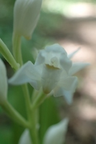 P4301436ササバギンラン (187x280).jpg