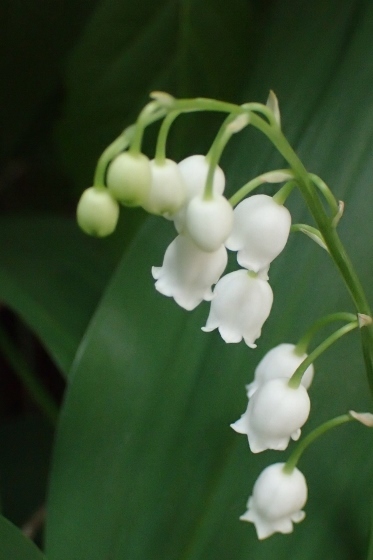 P5014522 (373x560).jpg