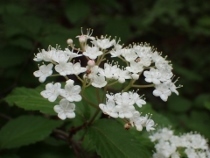 P5021475コバノガマズミ (210x158).jpg