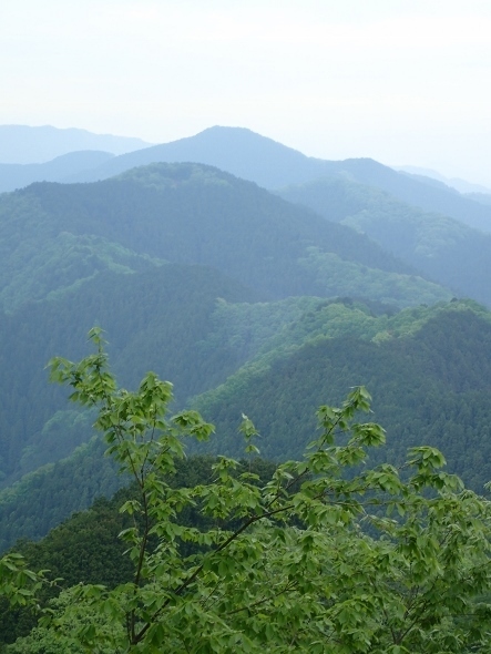 P5021486岩茸山からの眺望 (443x590).jpg