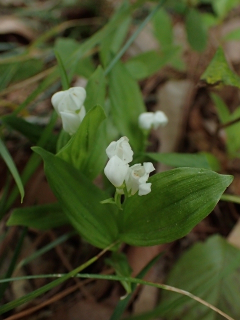 P5021661 Mm.JPG