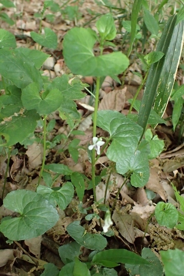 P5024552 (373x560).jpg
