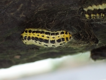 P5041605キアシドクガ (440x330).jpg