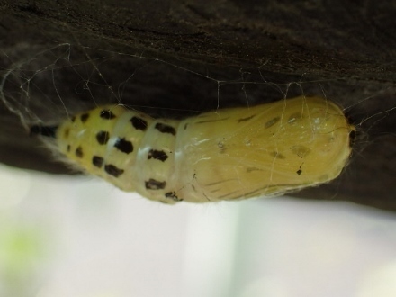P5041620キアシドクガ (440x330).jpg