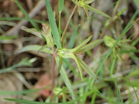 P5041778 N`iVOT.JPG