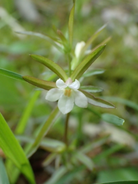 P5041793 N`iVOTm.JPG