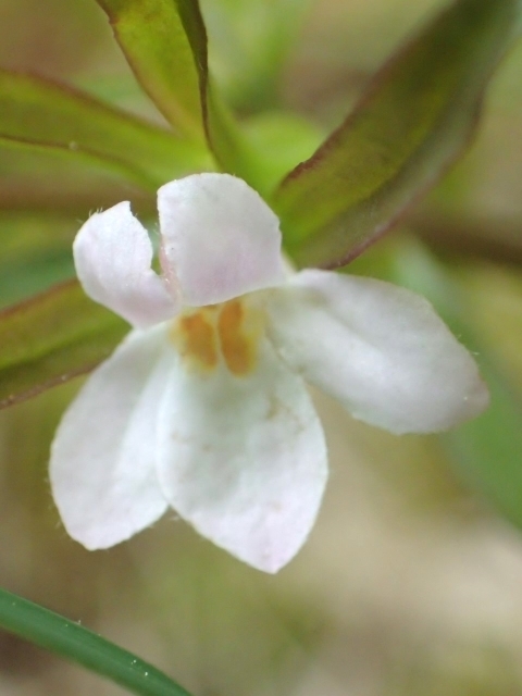 P5041794 N`iVOT.JPG