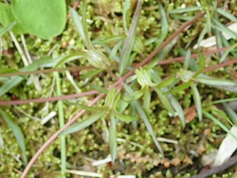 P5041795 N`iVOTm.JPG