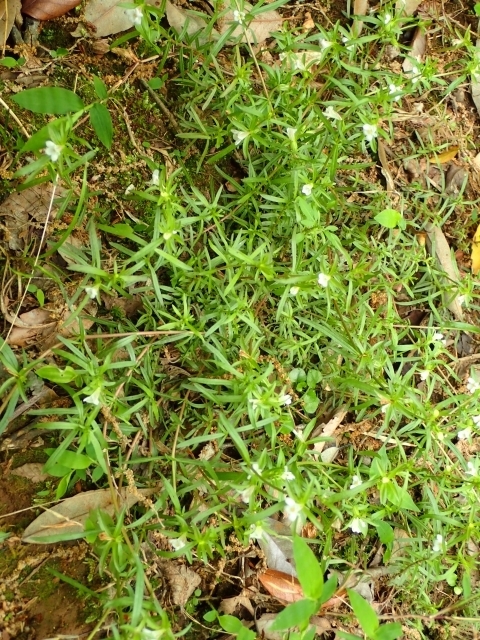 P5041859 N`iVOTm.JPG
