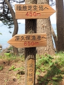 P5045446 (2) 種差海岸 淀の松原s.jpg