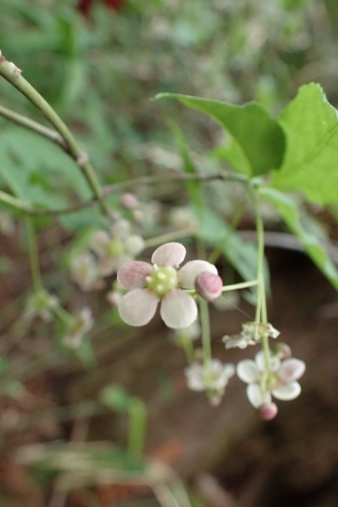 P5091242 (373x560).jpg