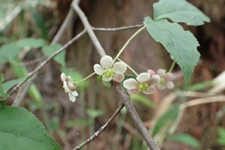 P5091243 (440x293).jpg
