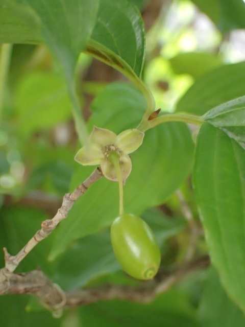 P5091917 TVm.JPG