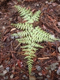 P5101757 (210x280).jpg