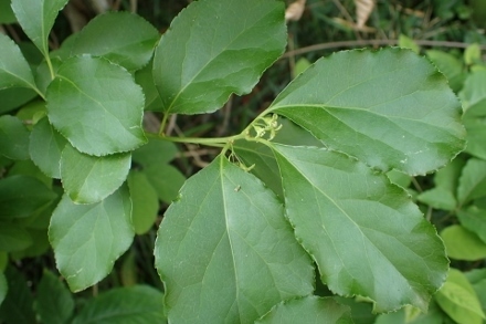 P5124632ツルウメモドキ花 (440x293).jpg