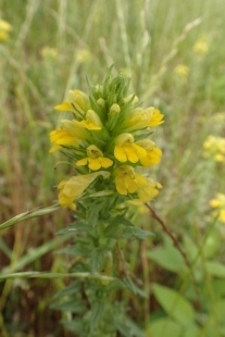 P5154673 (207x310).jpg