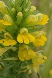 P5154674 (207x310).jpg