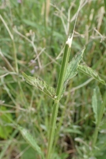 P5154677 (207x310).jpg