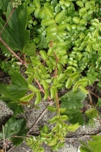 P5154678 (207x310).jpg
