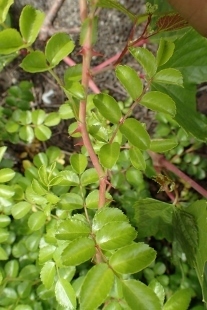 P5154679 (207x310).jpg