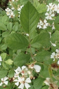 P5154685 (207x310).jpg