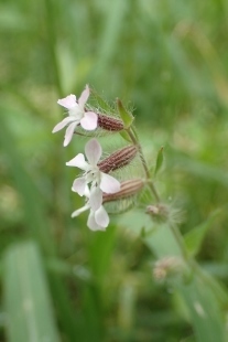 P5154688 (207x310).jpg