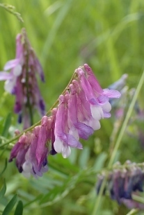 P5154692 (207x310).jpg