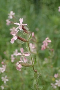 P5154697 (207x310).jpg
