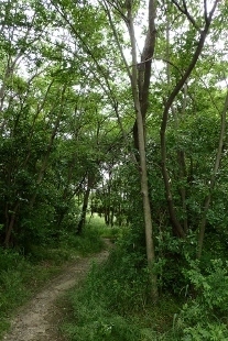 P5154699 (207x310).jpg