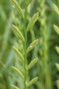 P5154703 (207x310).jpg