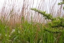 P5154706 (210x140).jpg