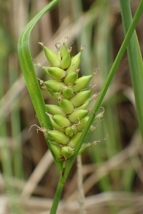 P5154711 (207x310).jpg