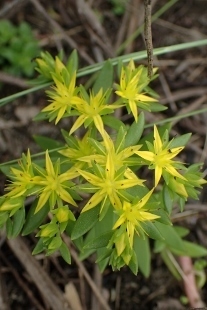 P5154717 (207x310).jpg