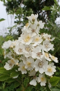 P5154721 (207x310).jpg