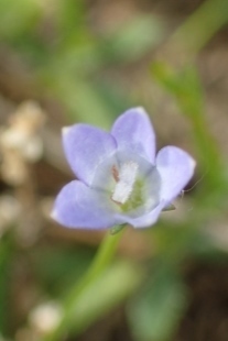 P5154744 (207x310).jpg